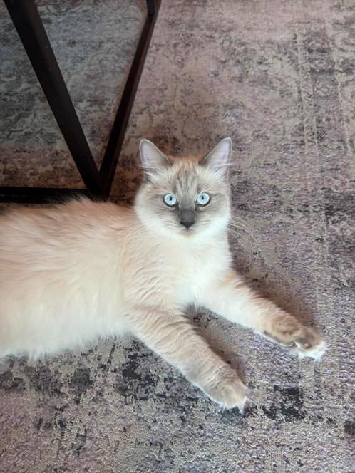 %100 Ragdoll Kittens, Dieren en Toebehoren, Katten en Kittens | Overige Katten, Meerdere dieren, 0 tot 2 jaar