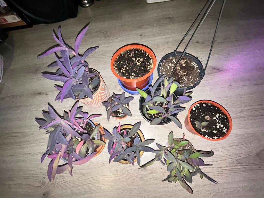 Tradescantia pallida / Purple Heart - Diverse maten!, Huis en Inrichting, Kamerplanten, Ophalen, Overige soorten, Halfschaduw