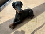 Massief Doberman beeldje van Sandicast - Zwart/Bruin, Ophalen, Zo goed als nieuw, Dier