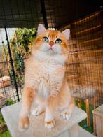 Brits korthaar dekkater ( niet te koop)