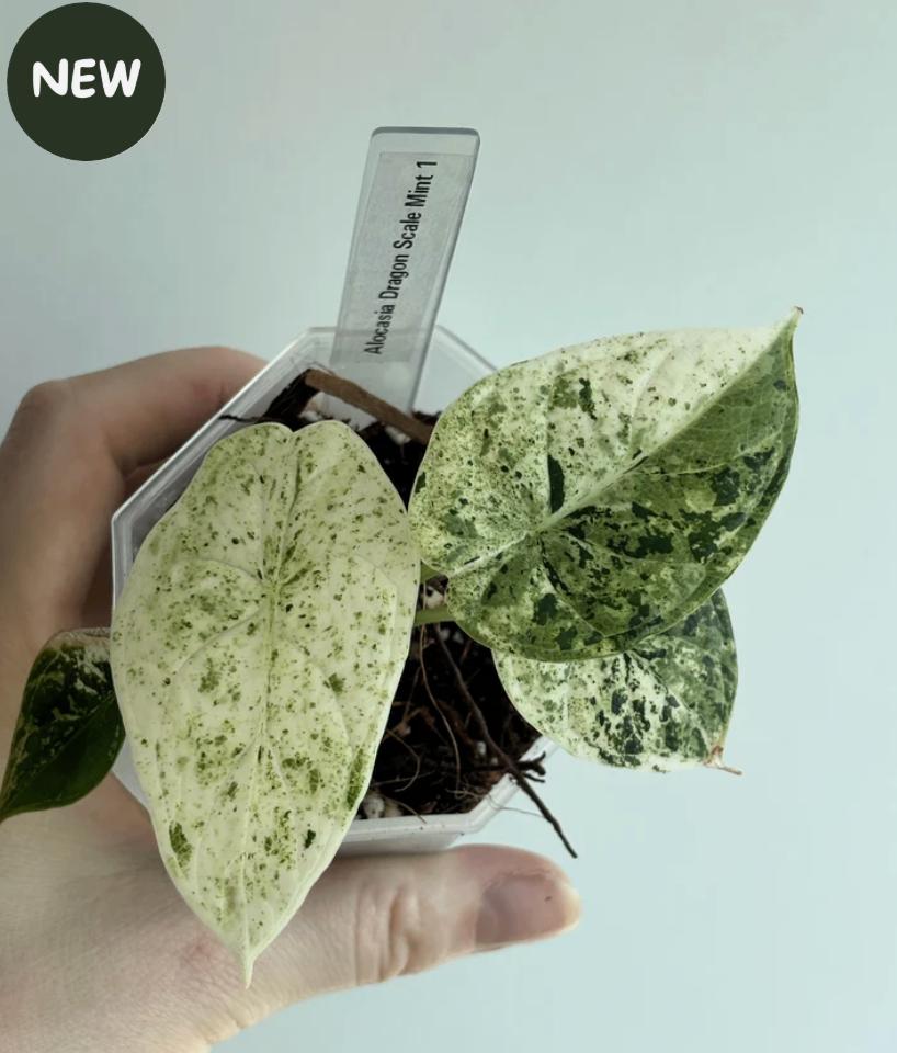 Alocasia Dragon Scale Mint Variegated #1, Ophalen of Verzenden, Halfschaduw, Minder dan 100 cm