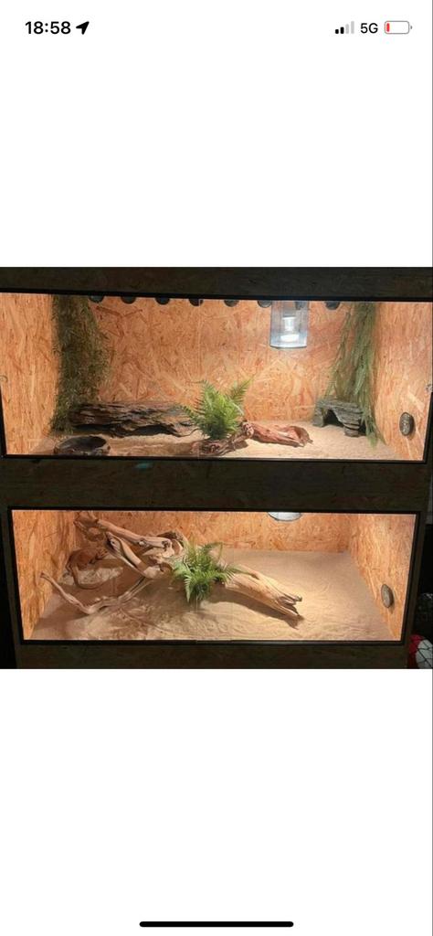 2 terrariums en 3 baardagamen, Dieren en Toebehoren
