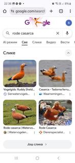 Casarca eenden, Meerdere dieren, Eend