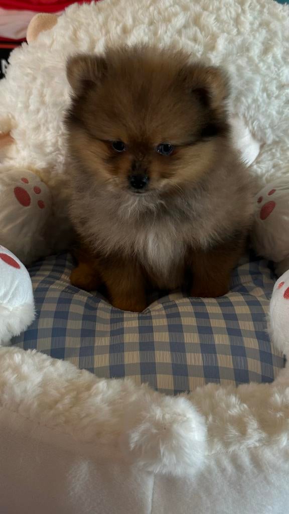 Nog 2 Prachtige raszuivere pomeriaan reutjes beschikbaar, Dieren en Toebehoren, Honden | Poolhonden, Keeshonden en Oertypen, Parvo
