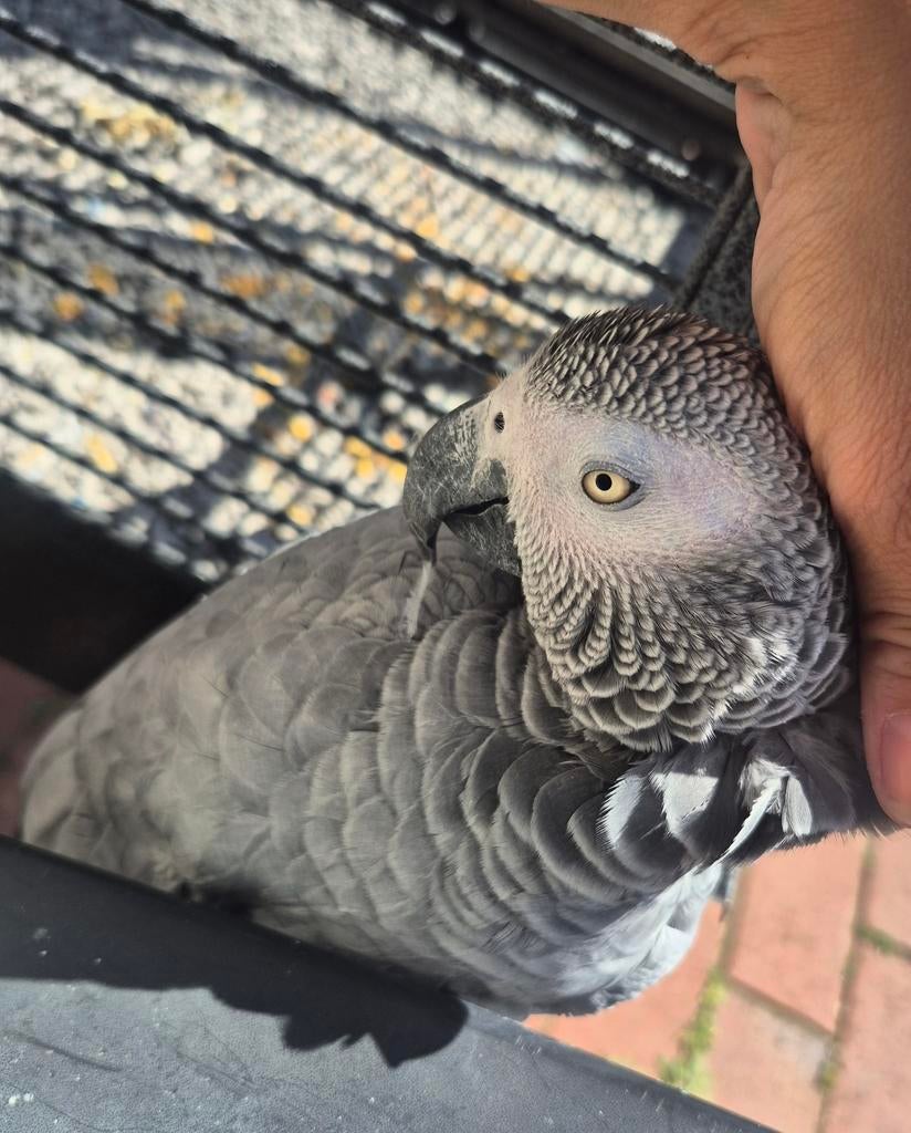 Goed tehuis gezocht roodstaart papegaai vrouwtje 13 jaar, Dieren en Toebehoren, Vrouwelijk, Papegaai, Tam