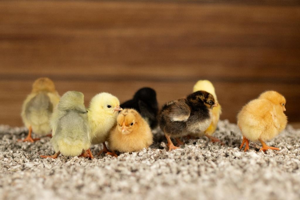 Wyandotte kriel kippen kuikens | Gesekst en Ingeënt, Vrouwelijk, Kip