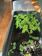 Stekjes, Ophalen, Halfschaduw, Minder dan 100 cm