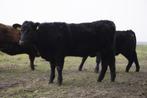 Black Angus, Dieren en Toebehoren, Runderen, Vrouwelijk, 0 tot 2 jaar