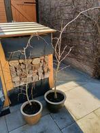 2x Zuilvormige Ginkgo Biloba bomen, ca. 1.25m hoog, Ophalen of Verzenden