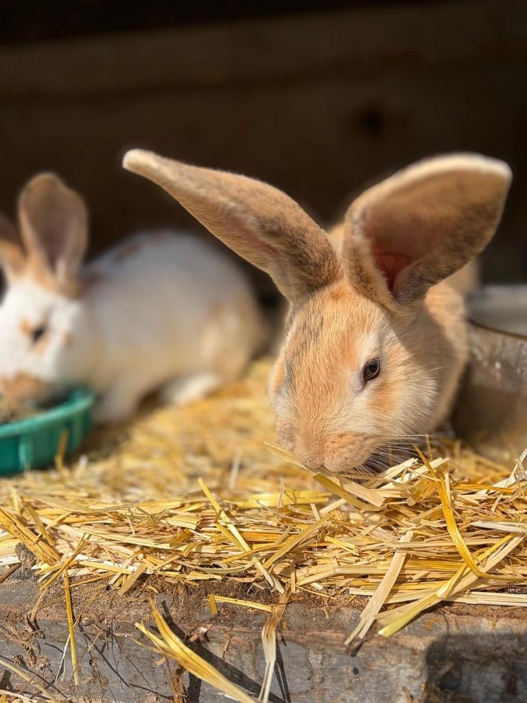 lotharinger voedsters, Dieren en Toebehoren, Konijnen, Vrouwelijk, Groot
