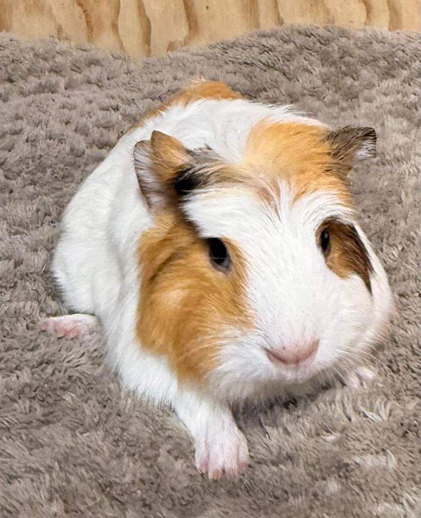 Jonge cavia’s te koop, Dieren en Toebehoren, Knaagdieren, Maart, Meerdere dieren, Cavia
