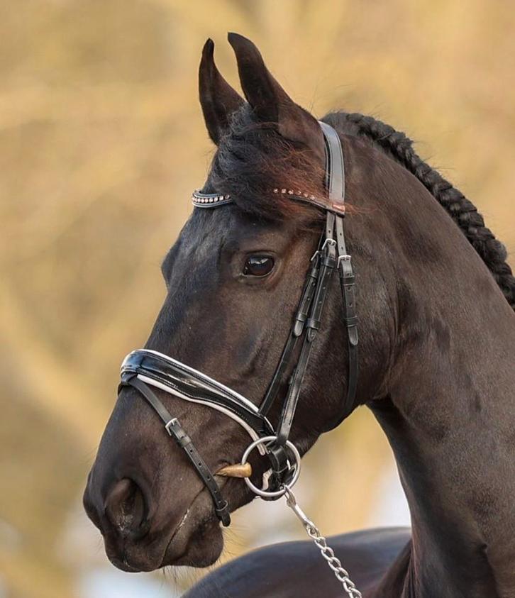 5 jarige Friese merrie, Dieren en Toebehoren, Paarden, Merrie, L, 160 tot 165 cm, 3 tot 6 jaar, Recreatiepaard, Met stamboom, Gechipt