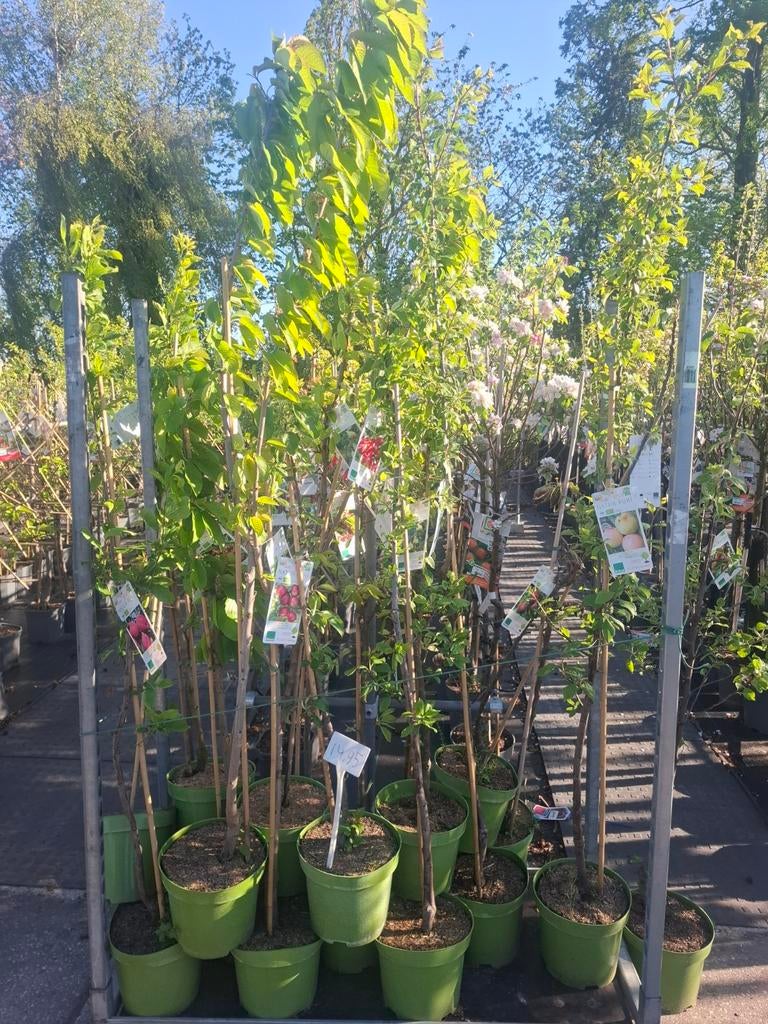 Fruitbomen (Hoog- en Laagstam, Leifruit), Ophalen, Lente, Volle zon, Overige soorten