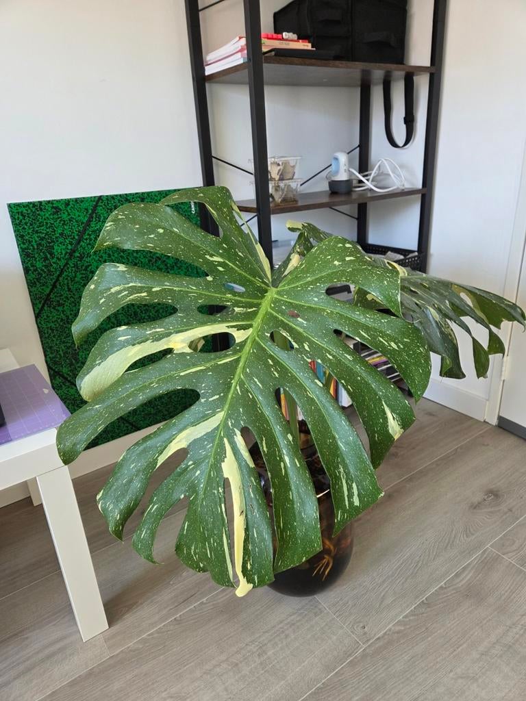 Monstera thai constellation mega kopstek, Ophalen, Halfschaduw, Minder dan 100 cm