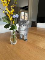 Langharige kittens te koop, Dieren en Toebehoren, Meerdere dieren, Gechipt, 0 tot 2 jaar