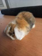 Jonge minilop x dwerg hangoor, Dieren en Toebehoren, Konijnen, Meerdere dieren, Dwerg, Hangoor, 0 tot 2 jaar