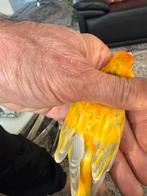 Bastaard majoor putter 2025, Mannelijk, Papegaai