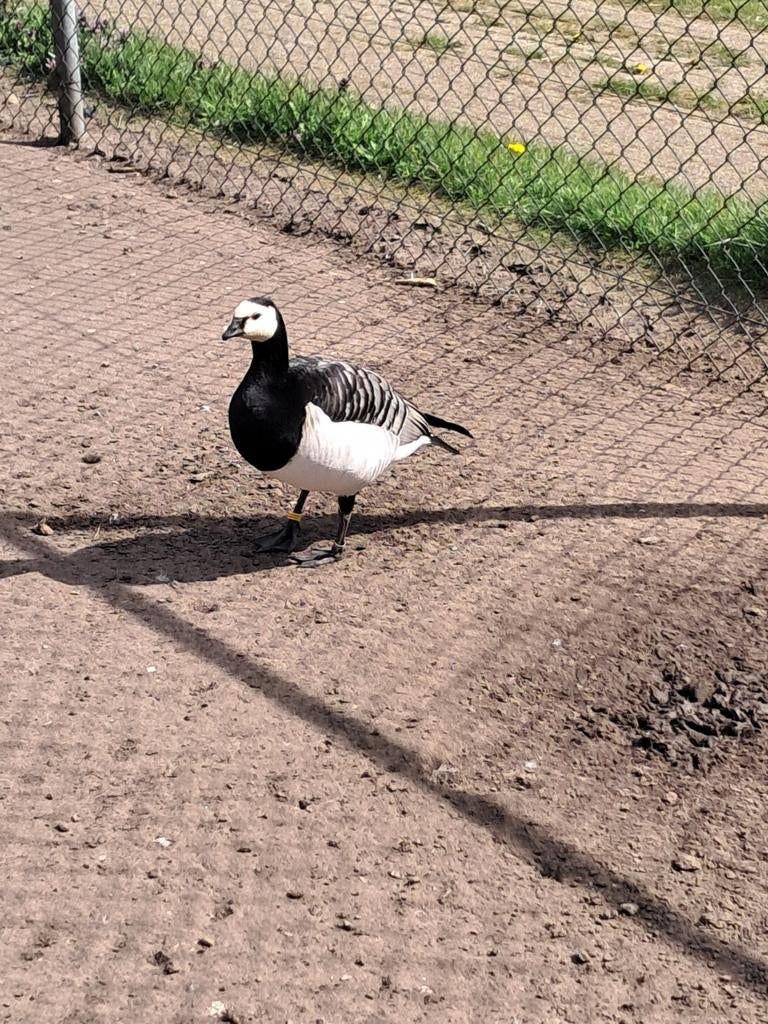 Brandgans, Mannelijk, Eend