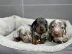 Speciale dwergteckel puppys pups, Parvo, 8 tot 15 weken, Korthaar, Dwerg