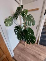 Monstera (gatenplant) 1, Huis en Inrichting, Kamerplanten, Ophalen, 100 tot 150 cm, Overige soorten, Halfschaduw