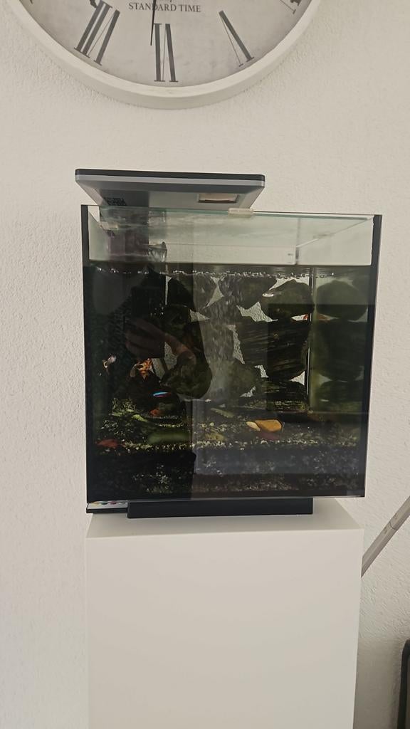 Aquarium, Dieren en Toebehoren, Vissen | Aquariumvissen, Vis