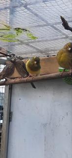 Man kanarie, Mannelijk