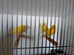 4 kanaries mannen, Dieren en Toebehoren, Vogels | Kanaries, Mannelijk, Zangkanarie