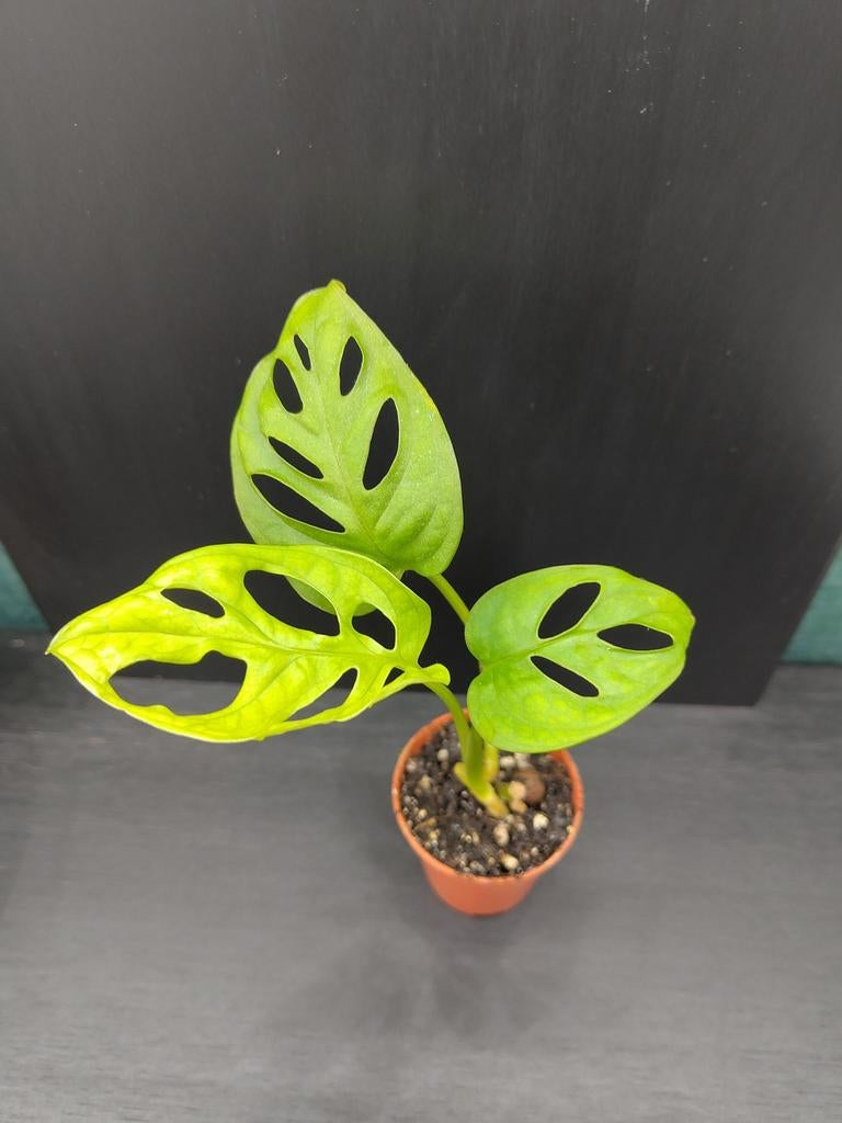 Monstera Adansonii stekje 1, Ophalen, Overige soorten, Halfschaduw, Minder dan 100 cm