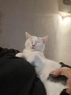 Lieve poes, Dieren en Toebehoren, Katten en Kittens | Raskatten | Korthaar, Poes