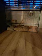 Knaagdier terrarium hamster, Dieren en Toebehoren, Ophalen