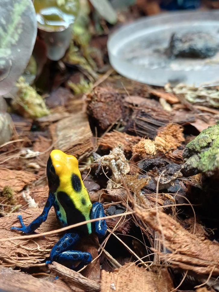 Dendrobates tinctorius Brazil - gifkikkers Frog - female for sale from E. Peel