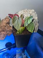 Begonia Pavonina dark form, Overige soorten, In pot, Minder dan 100 cm, Bloeiende kamerplant