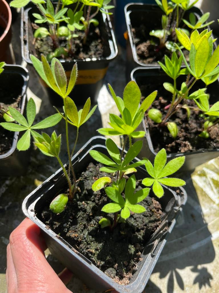Lupine plantjes, roze, blauw of paars, Tuin en Terras, Planten | Tuinplanten, Ophalen, Overige soorten, Halfschaduw