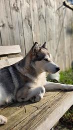 Alaskan malamute, 6 jaar of ouder, Teef, Poolhond, Eén hond