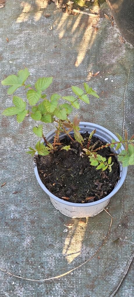 Moerasspirea, Ophalen, Overige soorten, Volle zon
