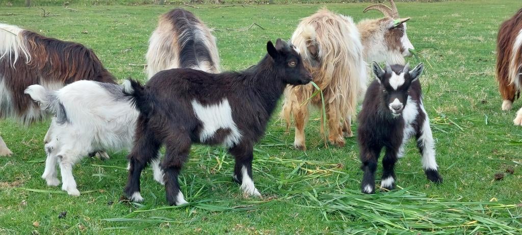 5 landgeitjes '26, Vrouwelijk, Geit