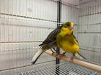 Kanaries, Dieren en Toebehoren, Meerdere dieren, Kleurkanarie