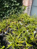 Palmbomen, Volle zon, Vaste plant, Bloeit niet, Ophalen