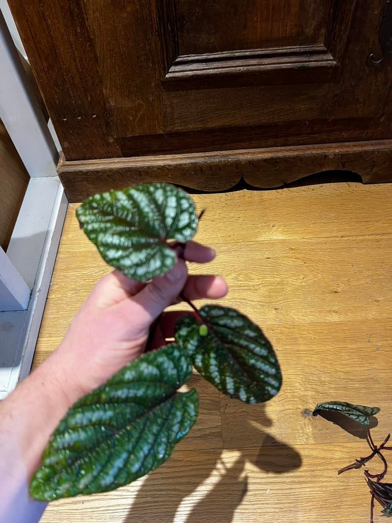 Cissus discolor, Huis en Inrichting, Kamerplanten, Ophalen of Verzenden, Halfschaduw, Minder dan 100 cm
