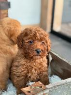 Labradoodle Mini, Dieren en Toebehoren, Honden | Retrievers, Spaniëls en Waterhonden, Parvo, Nederland, Overige rassen, 8 tot 15 weken