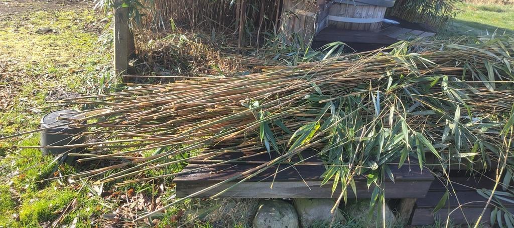 Bamboestokken gratis ophalen, Ophalen, 20 m² of meer