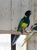 Te koop port lincon man, Mannelijk, Parkiet