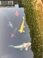 5 koi karpers, Karper of Koi