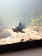 Gratis op te halen 3 vissen (sluierstaart en leeuwenkop), Vis, Zoetwatervis