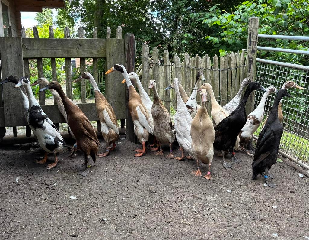 Broedeieren beschikbaar raszuivere Indische Loopeenden, Dieren en Toebehoren, Pluimvee, Geslacht onbekend, Eend