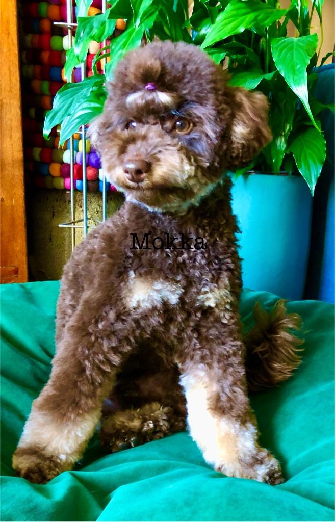 Dekreu TOY DWERG POEDEL Choco &Tan Phantom Bruin, Dieren en Toebehoren, Honden | Dekreuen, Reu, 1 tot 2 jaar, Parvo, Eén hond