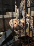 2 lieve fretjes, Dieren en Toebehoren, Overige Dieren, Februari, Vrouwelijk