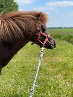 Gezelschapspony, Hengst, Niet van toepassing, A pony (tot 1.17m), 11 jaar of ouder