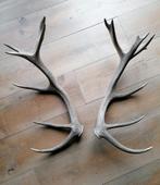 Gewei edelhert, Ophalen of Verzenden, Hert, Gewei of Kop