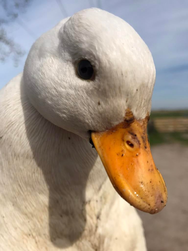 Kwakertjes wit en bont, Dieren en Toebehoren, Meerdere dieren, Eend